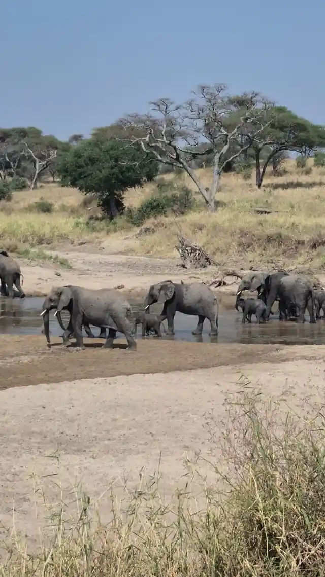 Elephants gathered in Tanzania