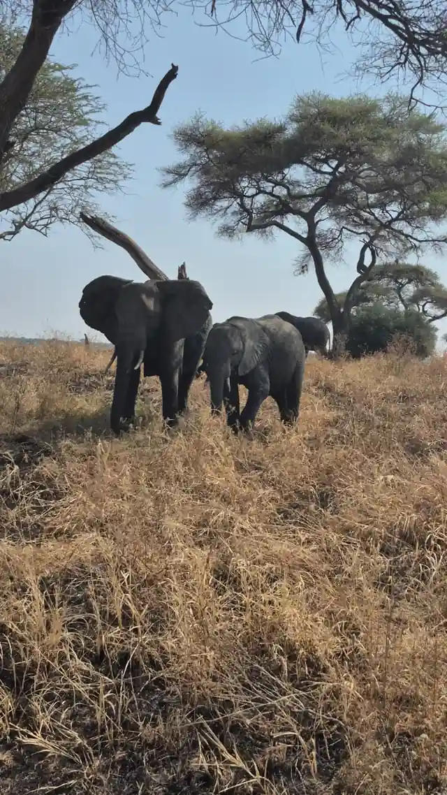 Elephant family walking among trees
