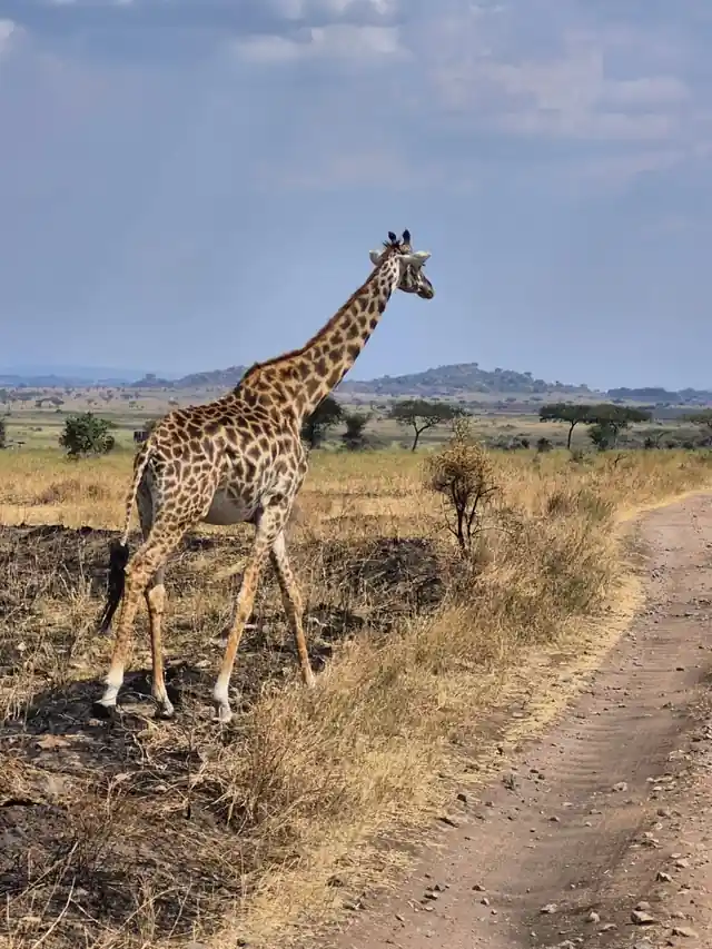 Giraffe standing beside a safari track