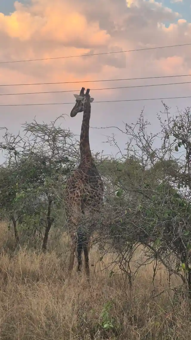 A giraffe in the evening light