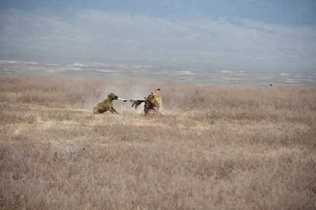 Lion and spotted hyena pulling at opposite sides of a carcass
