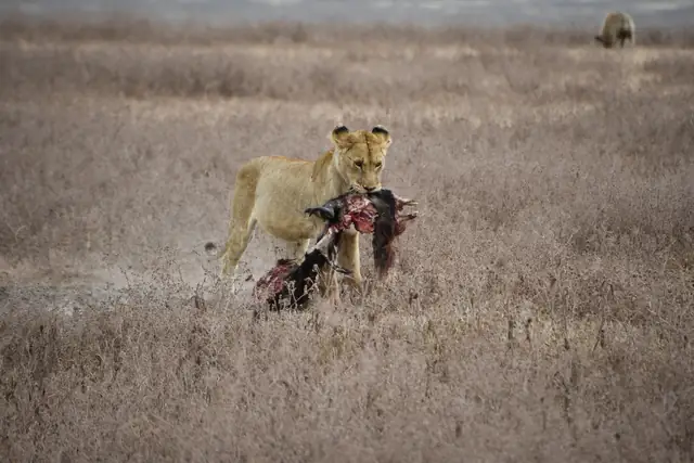 Lion carrying a portion of the carcass through the grass