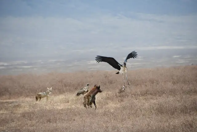Marabou stork landing beside a spotted hyena and small wild canid
