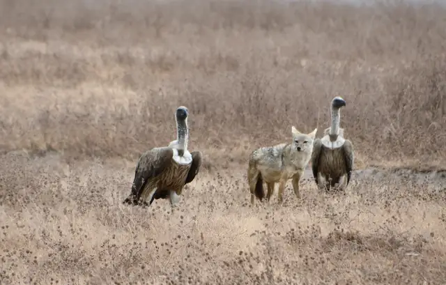 Two vultures and a jackal waiting near the feeding scene