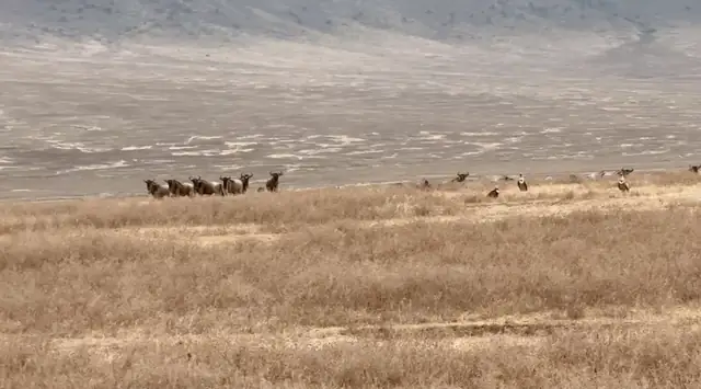 Wildebeest herd standing in the grass near the feeding scene