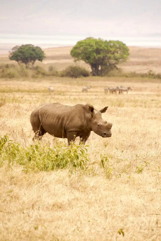 Rhino in the grassland