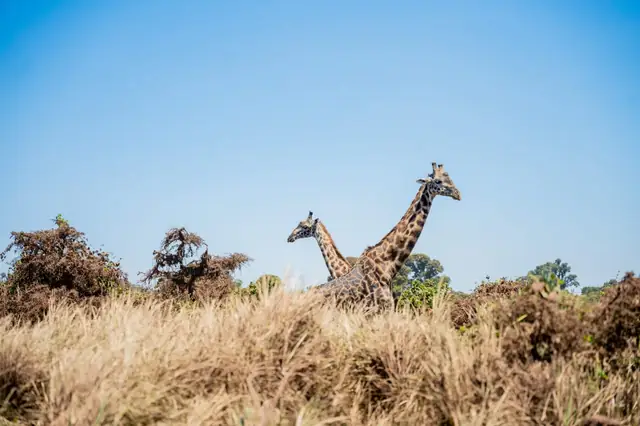 Giraffes in the bush