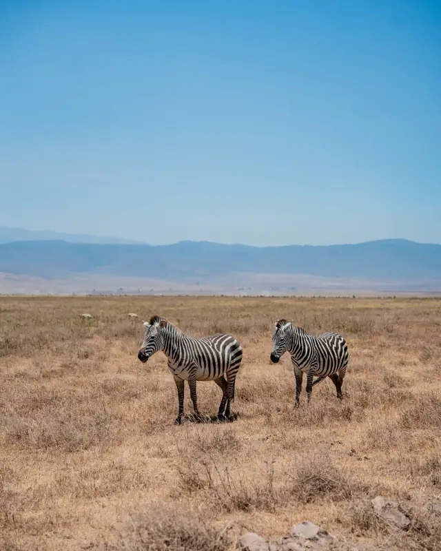 Zebra pair on the plains