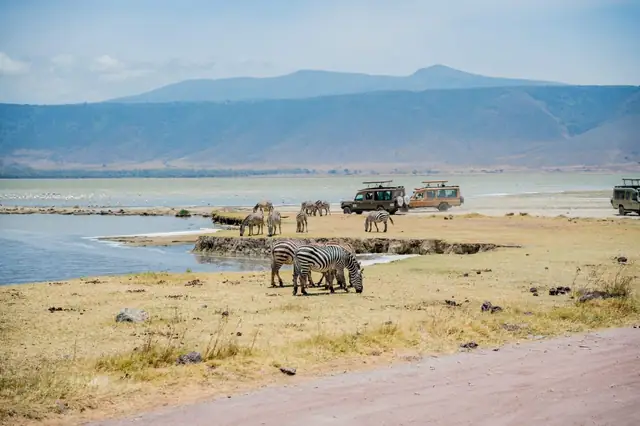 Zebras at the waterhole