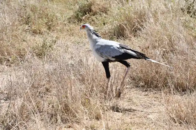 Secretary bird in the grass