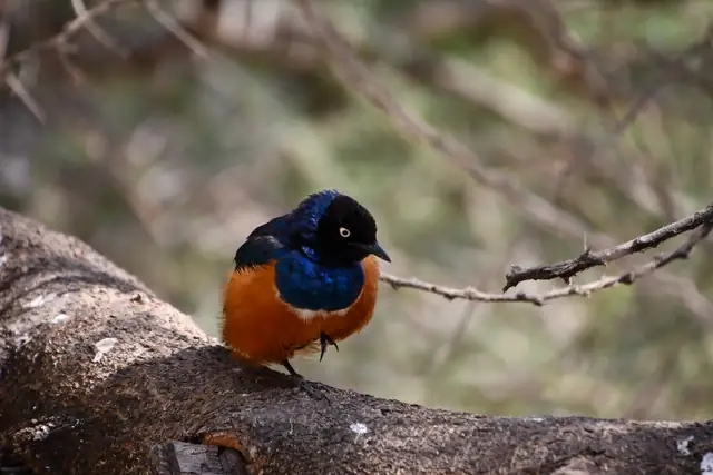 Superb starling on a branch