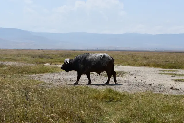 African buffalo on the plains