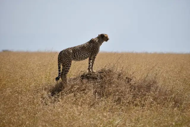 Cheetah on a mound