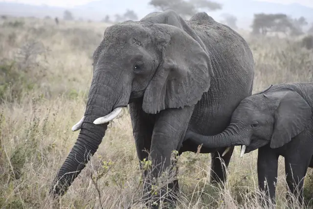 Elephant and calf