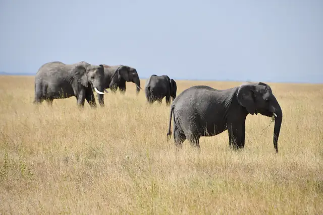 Elephant herd grazing in golden grass