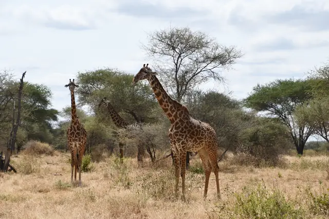 Giraffes in woodland