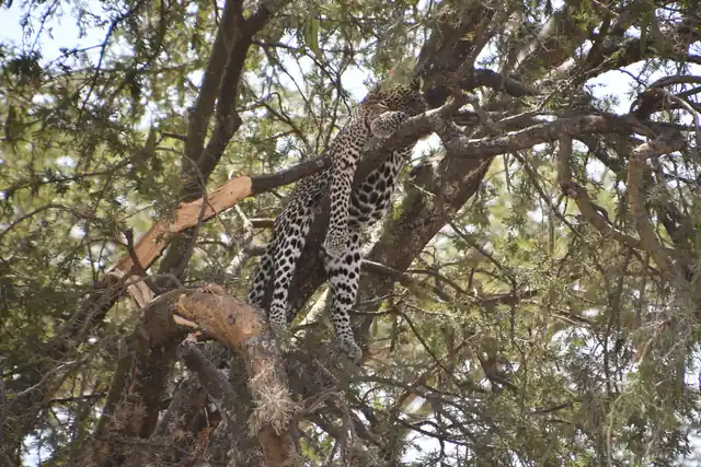 Leopard resting in a tree
