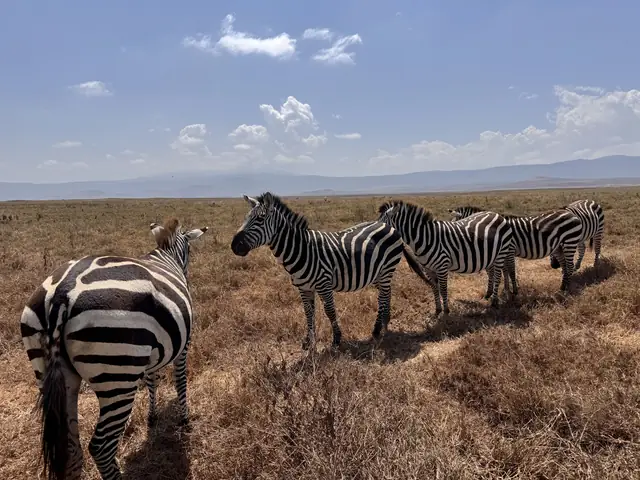 Zebras on the open plains in Tanzania